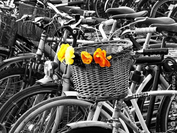 Bike in Flower Power